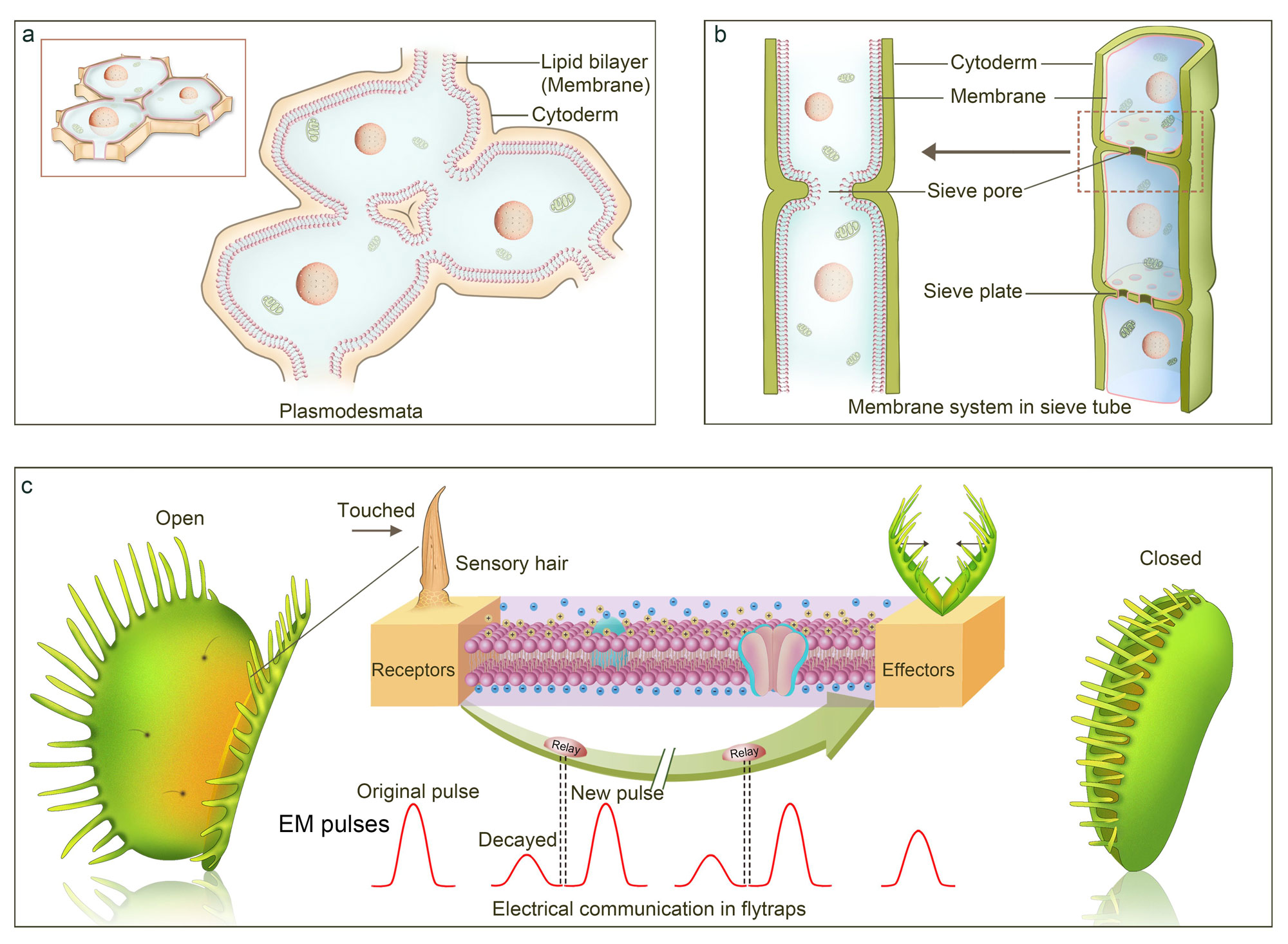 Biochemical and Biophysical Research Communications Journal Illustration Design Service(Electrosignaling)