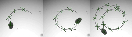 Ecco AggreBots: i piccoli robot viventi, progettati a partire da cellule polmonari umane