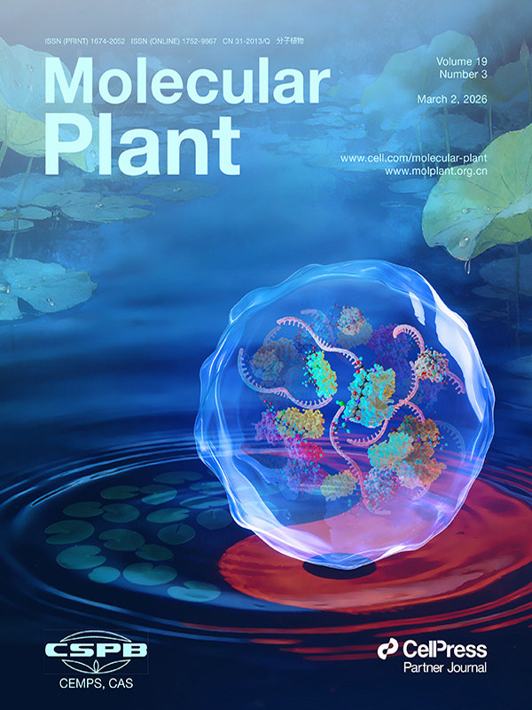 『Cover Story』 Opera di Sondii in Primo Piano su Molecular Plant: I Granuli di Stress e la Glutationilazione Costruiscono una Parete di Difesa Redox Cellulare in Arabidopsis